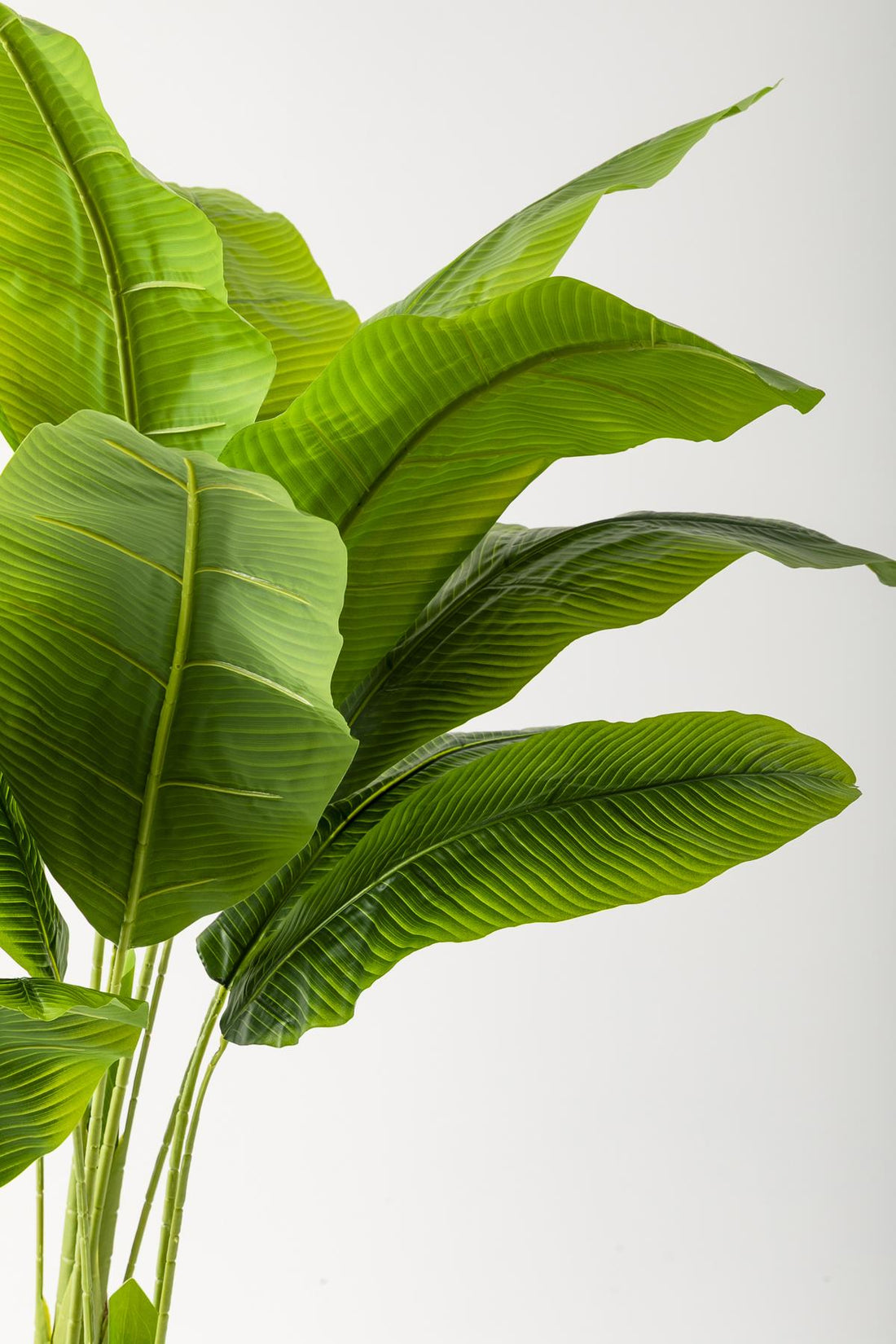 Yapay Muz Ağacı 180 Cm 13 Yaprak Siyah Balon Saksı