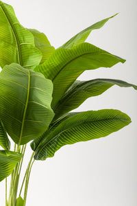 Yapay Muz Ağacı 180 Cm 13 Yaprak Siyah Balon Saksı