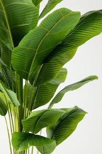 Yapay Muz Ağacı 180 Cm