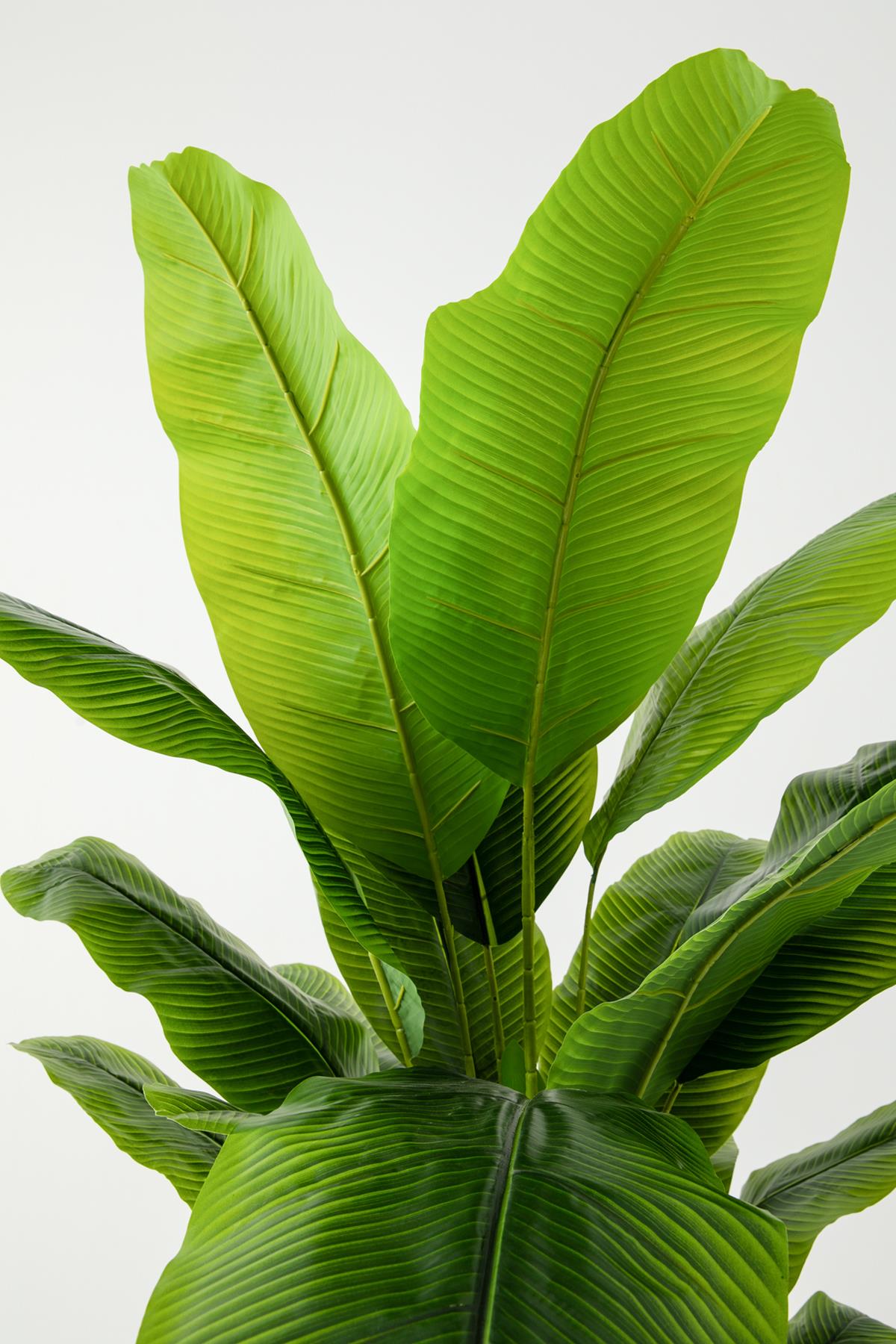 Yapay Muz Ağacı 180 Cm