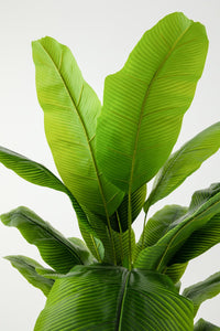 Yapay Muz Ağacı 180 Cm