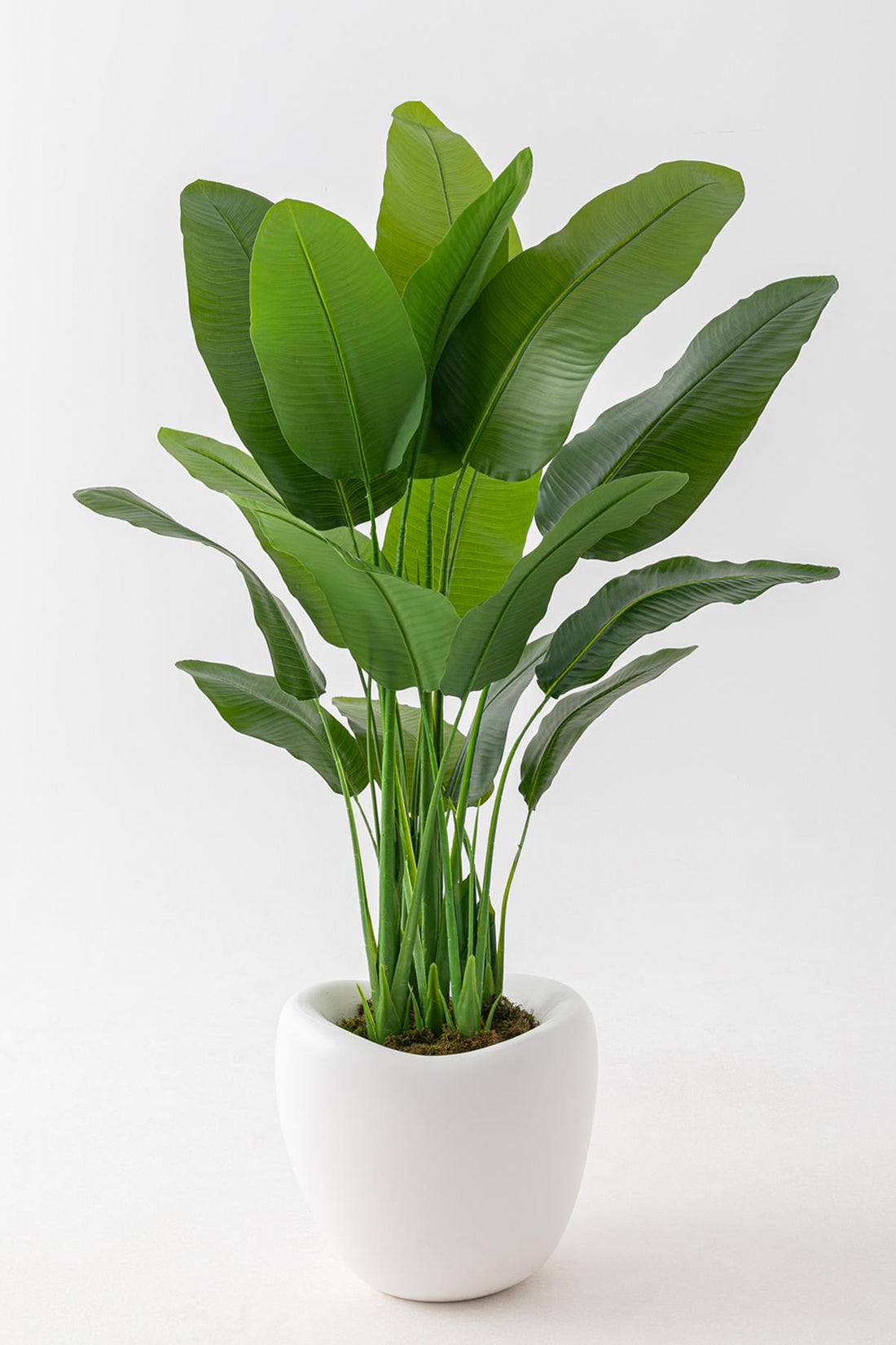 Yapay Muz Ağacı 180 Cm 5 Gövdeli 16 Yaprak