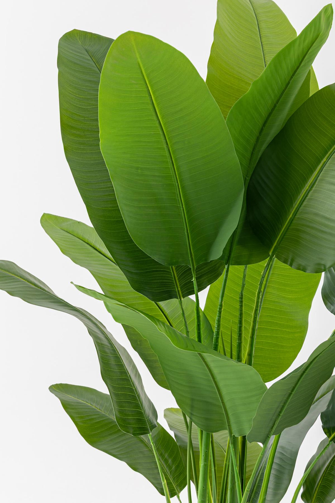 Yapay Muz Ağacı 180 Cm 5 Gövdeli 16 Yaprak