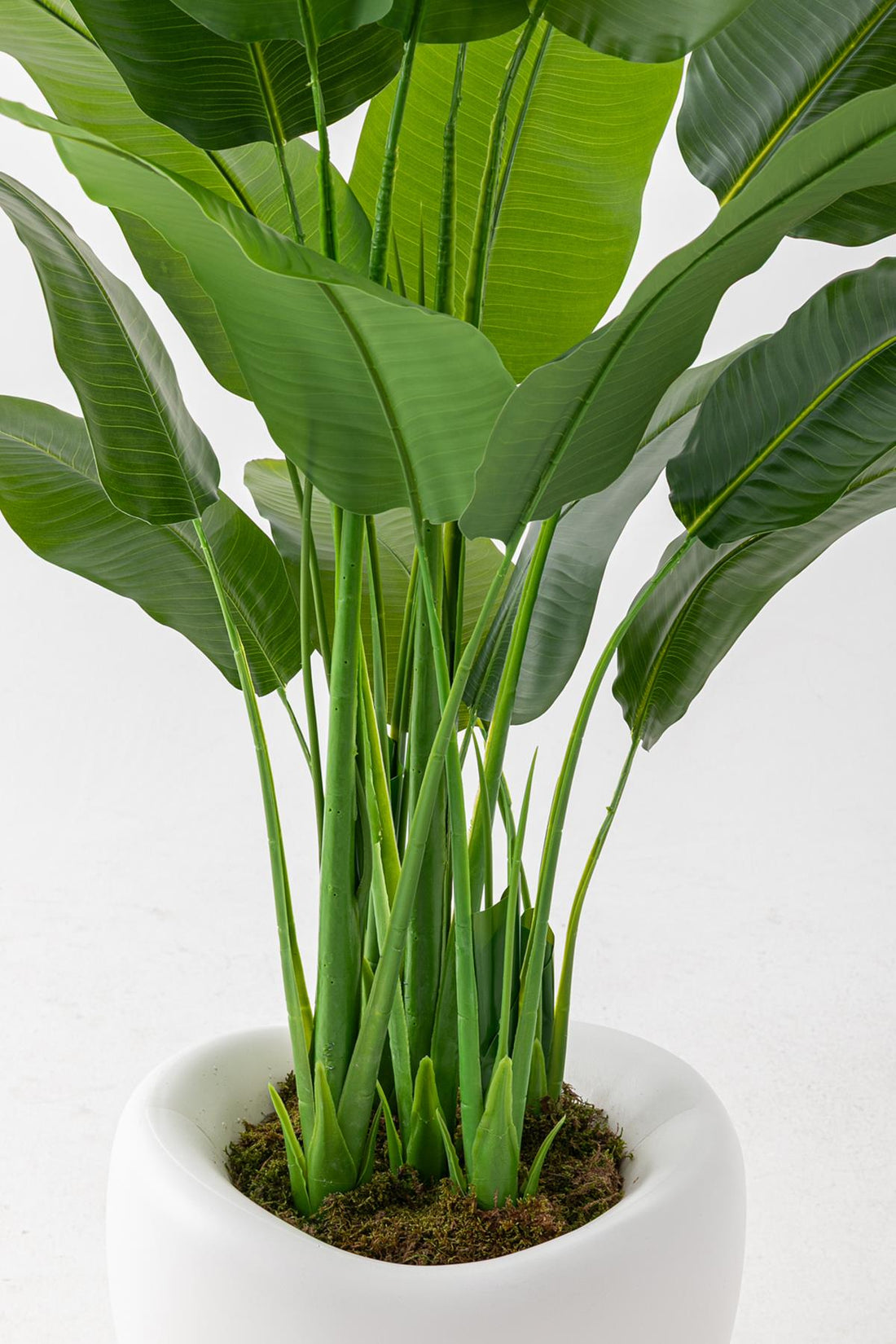 Yapay Muz Ağacı 180 Cm 5 Gövdeli 16 Yaprak