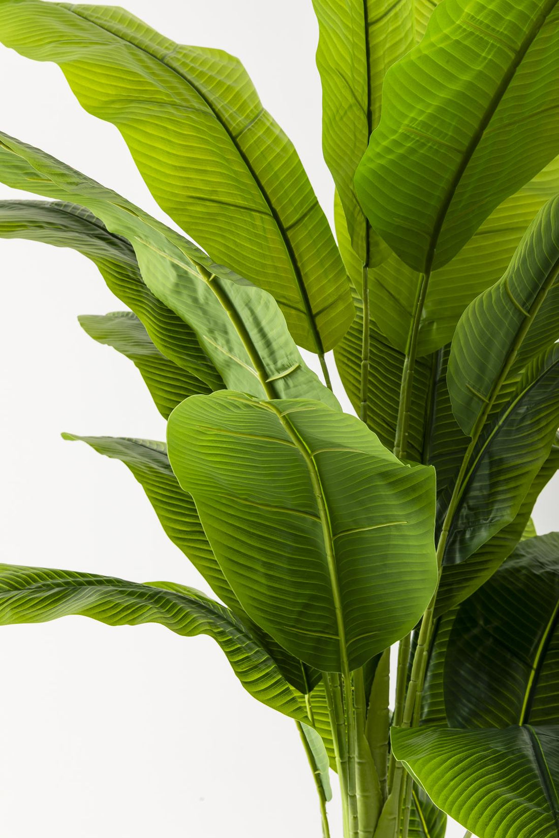 Yapay Muz Ağacı 180 Cm Beyaz Gold Metal Saksı