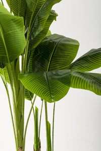 Yapay Muz Ağacı 180 Cm Beyaz Gold Metal Saksı