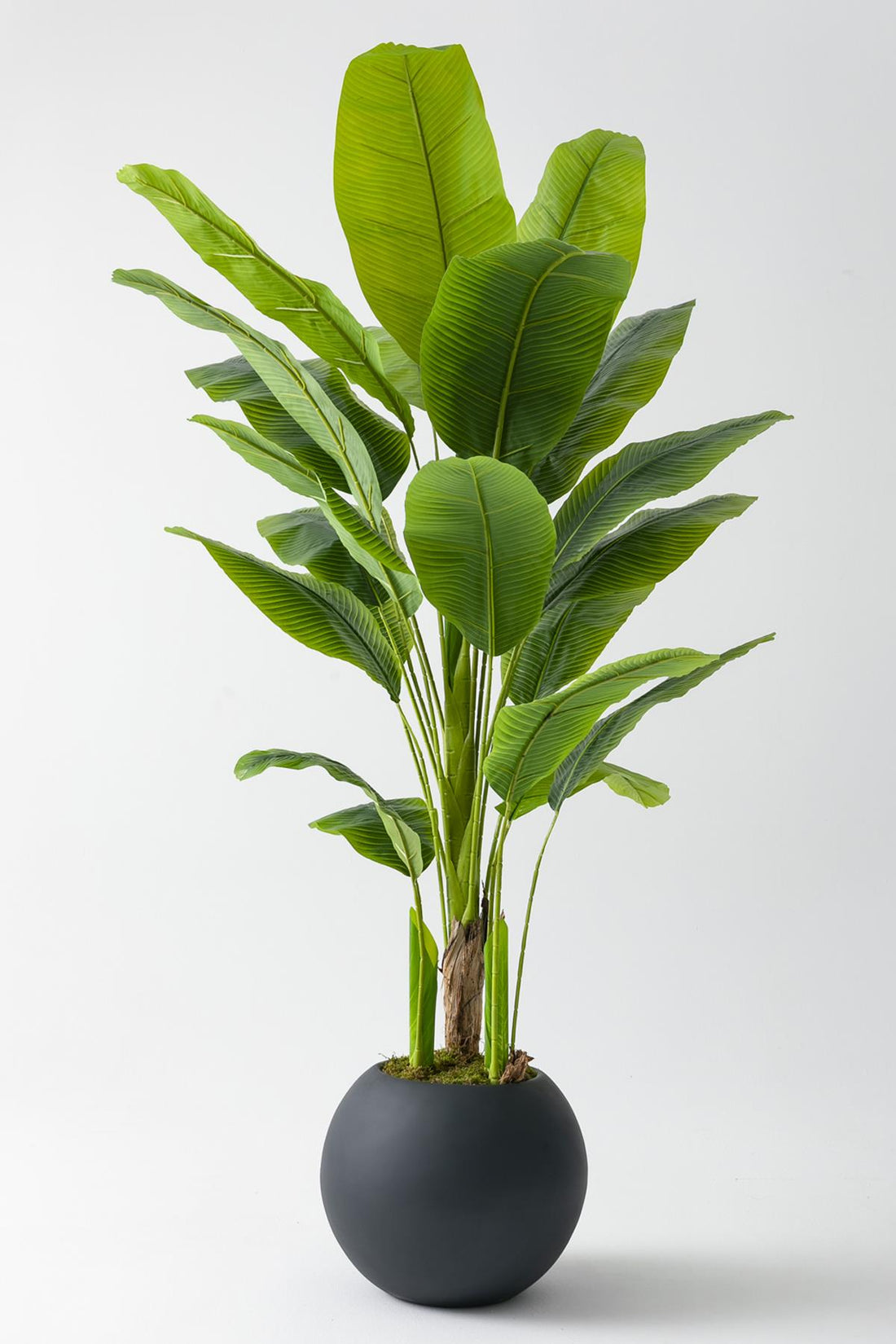 Yapay Muz Ağacı 180 Cm Fiber Saksılı