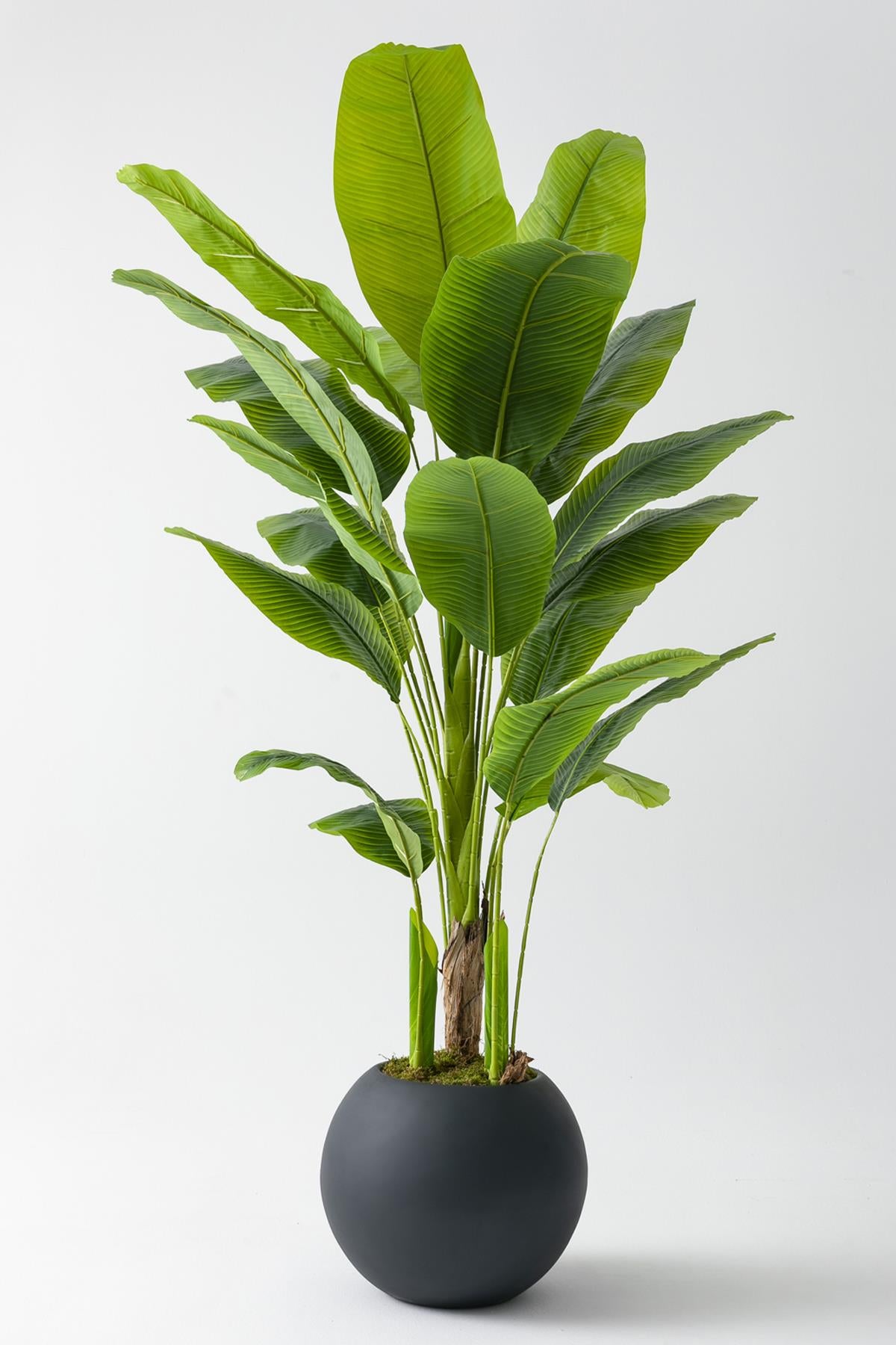 Yapay Muz Ağacı 180 Cm Fiber Saksılı