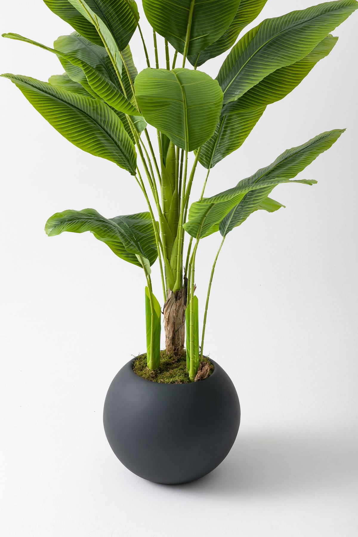 Yapay Muz Ağacı 180 Cm Fiber Saksılı