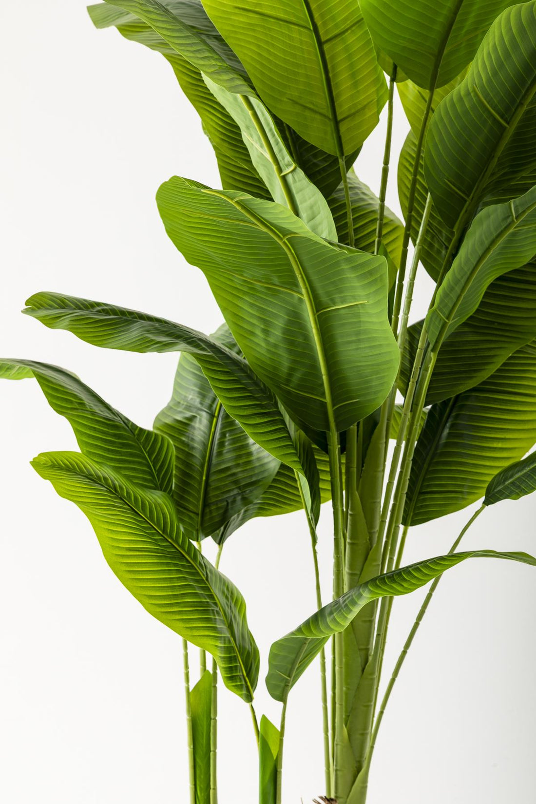 Yapay Muz Ağacı 180 Cm Gold Metal Saksı