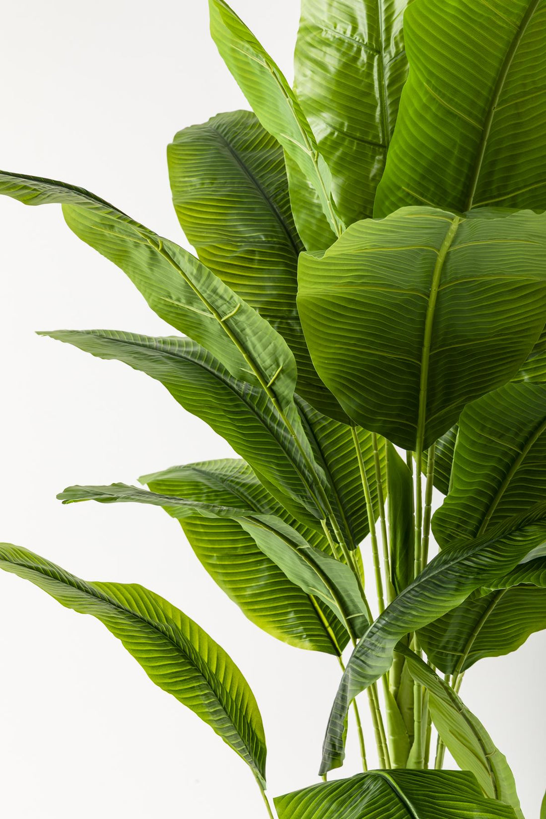 Yapay Muz Ağacı 180 Cm Krem Gold Metal Saksı