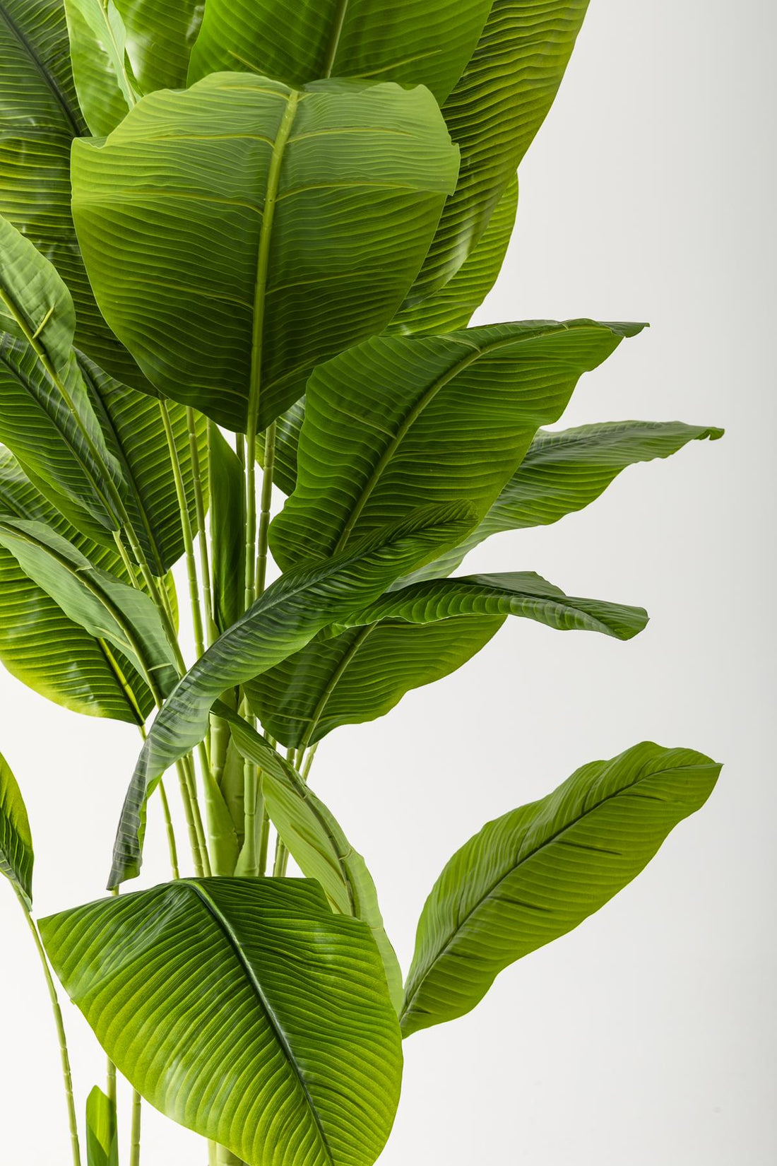 Yapay Muz Ağacı 180 Cm Krem Gold Metal Saksı