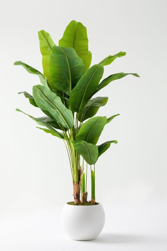 Yapay Muz Ağacı 180 Cm Plastik Küre Saksı