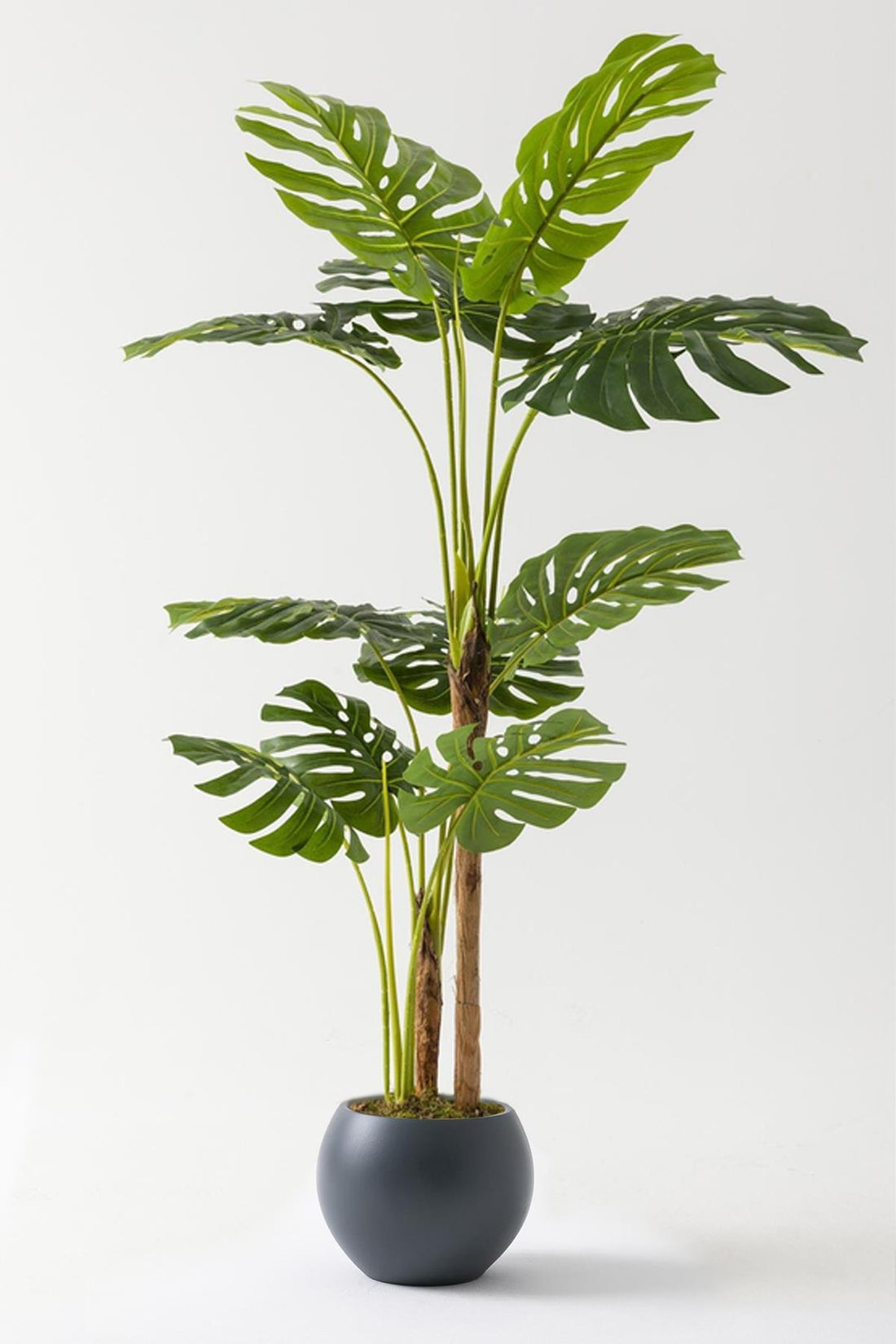 Yapay Deve Tabanı Ağacı (Monstera) 170 Cm Plastik Küre Saksı Siyah