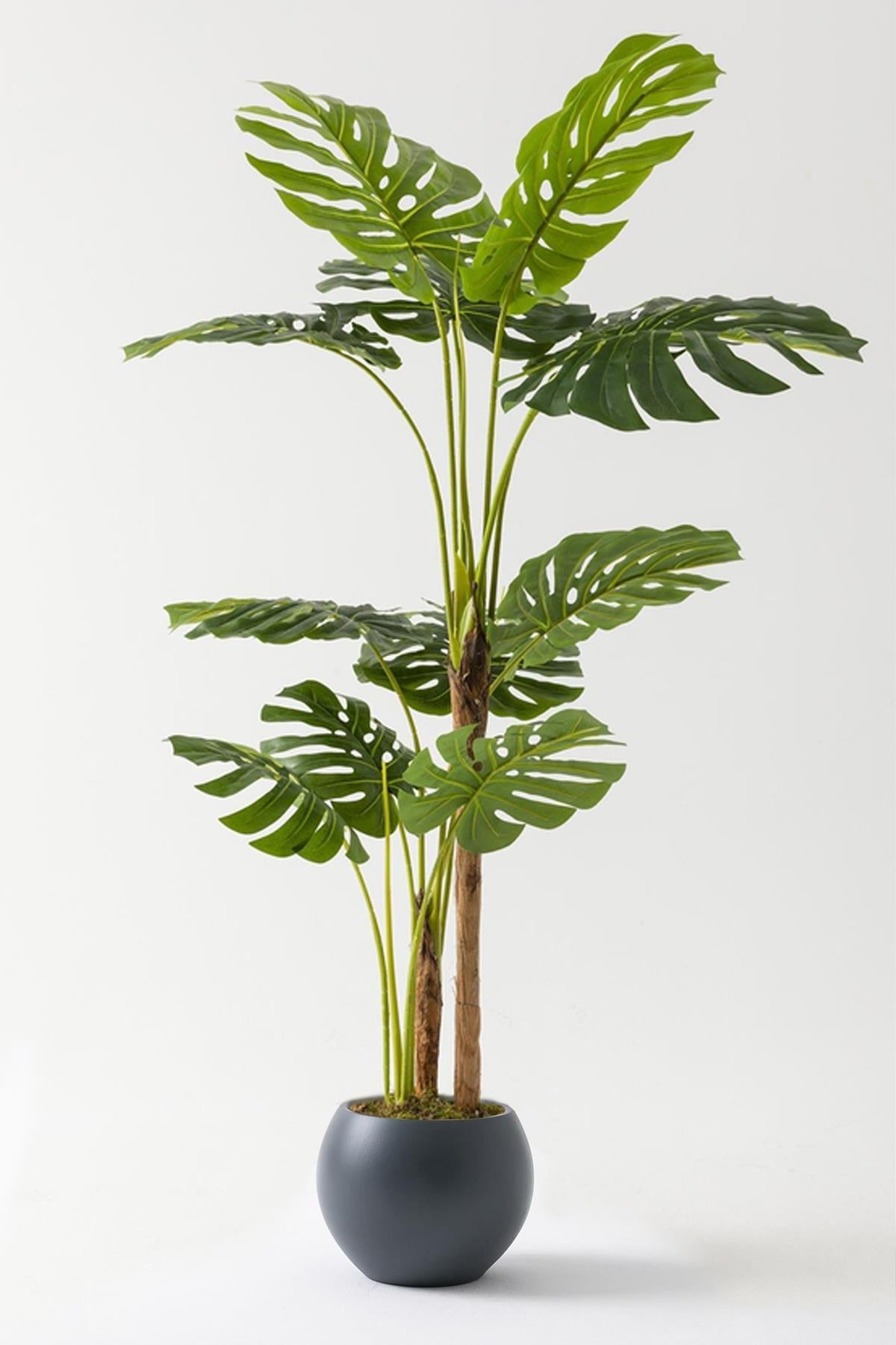 Yapay Deve Tabanı Ağacı (Monstera) 170 Cm Plastik Küre Saksı Siyah