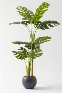 Yapay Deve Tabanı Ağacı (Monstera) 170 Cm Plastik Küre Saksı Siyah