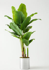 Yapay Muz Ağacı 180 Cm (Saksısız)