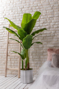 Yapay Muz Ağacı 180 Cm (Saksısız)