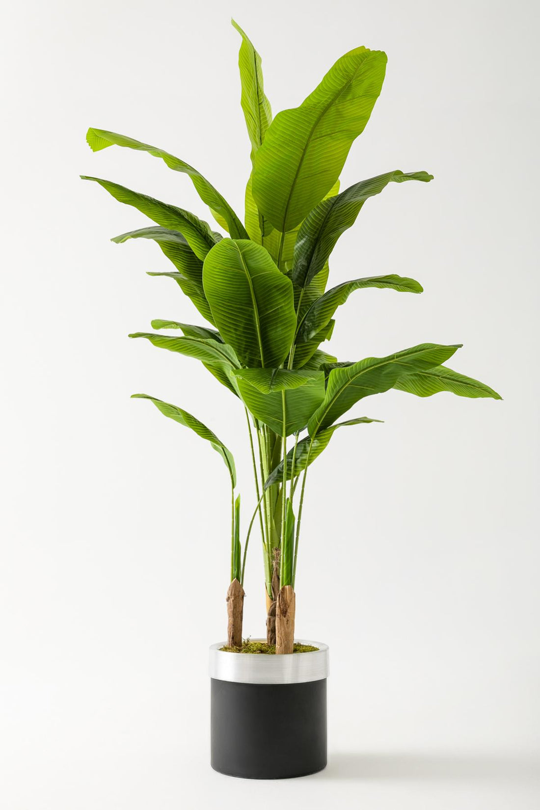 Yapay Muz Ağacı 180 Cm Siyah Metal Saksı