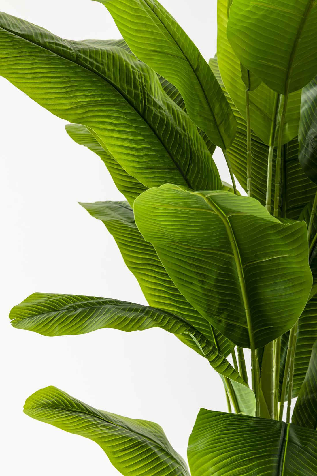 Yapay Muz Ağacı 180 Cm Siyah Metal Saksı