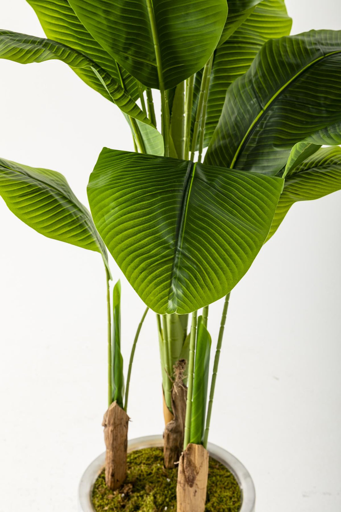 Yapay Muz Ağacı 180 Cm Siyah Metal Saksı