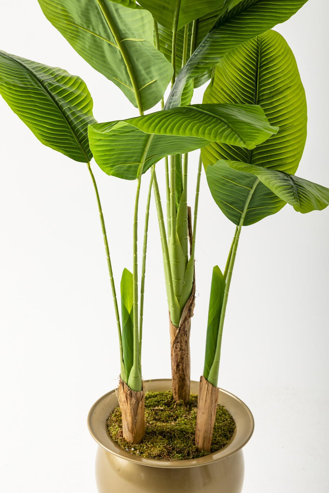 Yapay Muz Ağacı 200 Cm 17 Yaprak Gold Balon Saksı