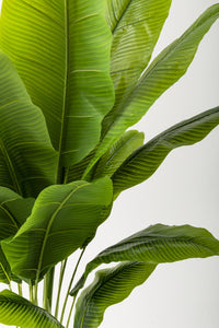 Yapay Muz Ağacı 200 Cm Beyaz Gold Metal Saksı