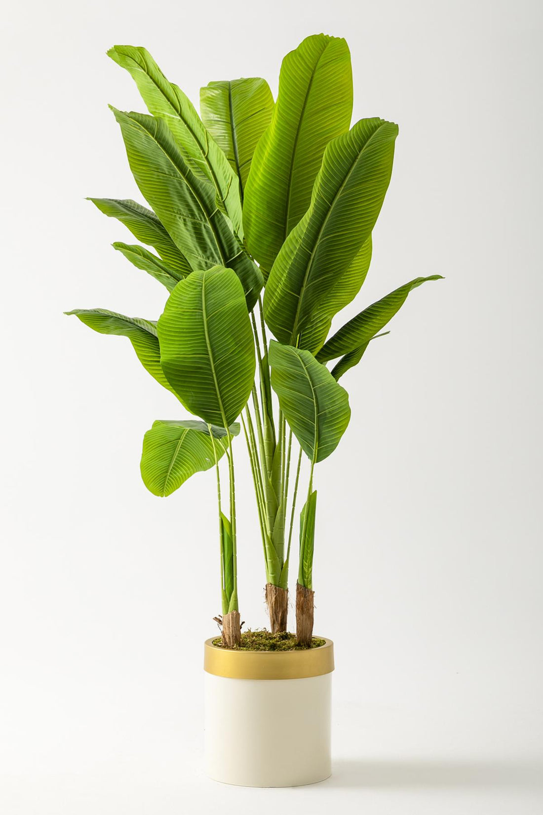 Yapay Muz Ağacı 200 Cm Krem Gold Metal Saksı