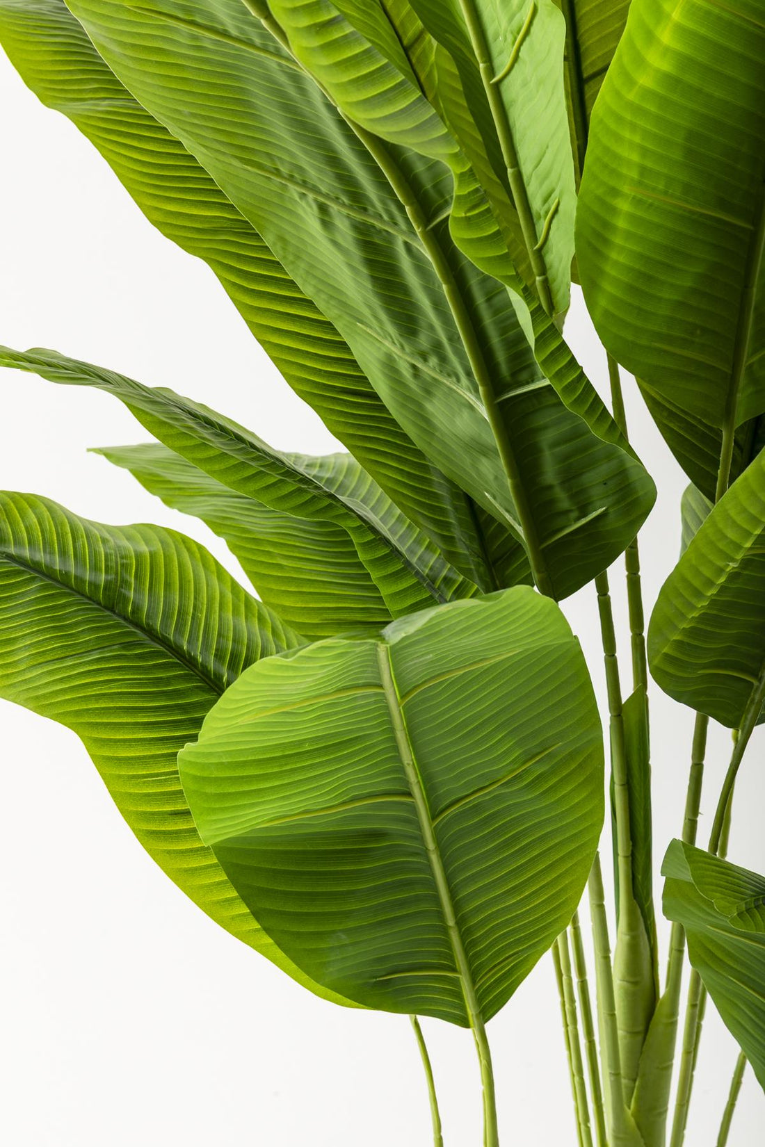 Yapay Muz Ağacı 200 Cm Krem Gold Metal Saksı