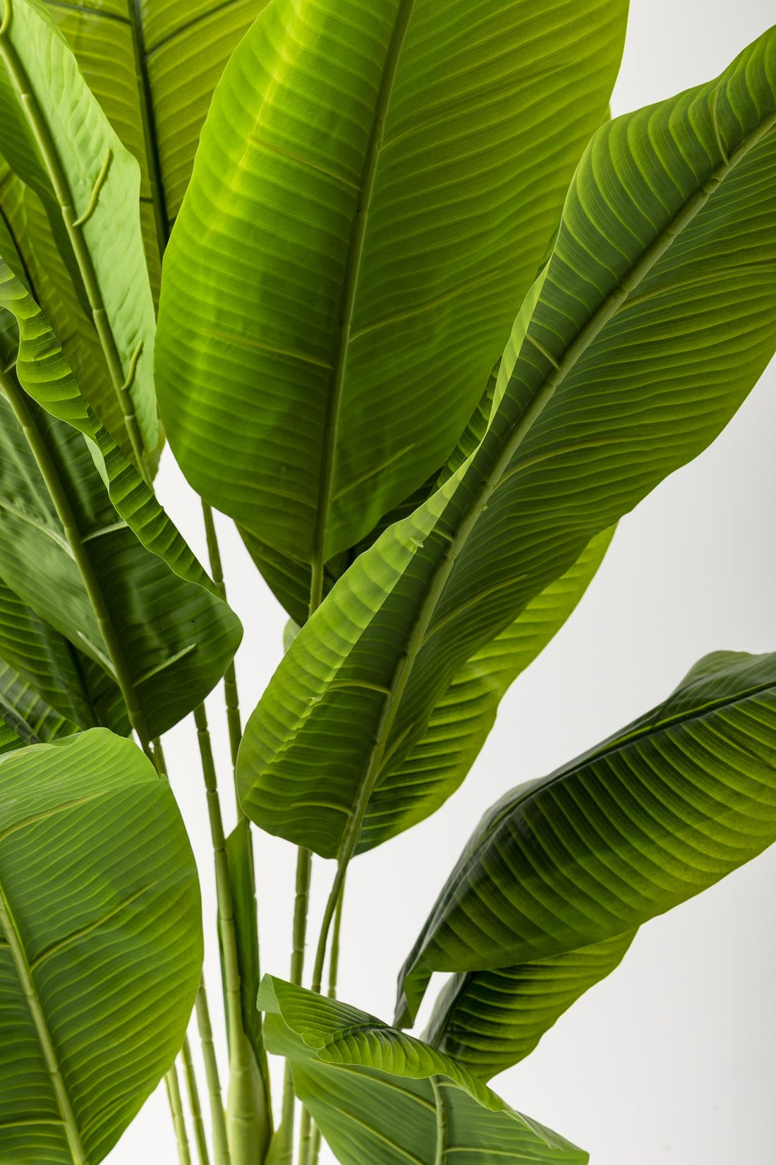 Yapay Muz Ağacı 200 Cm Krem Gold Metal Saksı