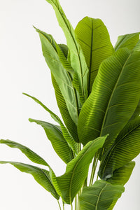 Yapay Muz Ağacı 200 Cm Siyah Metal Saksı