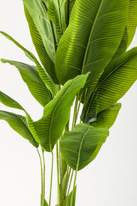 Yapay Muz Ağacı 200 Cm Siyah Metal Saksı