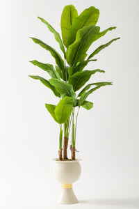 Yapay Muz Ağacı 220 Cm 20 Yaprak Balon Saksı