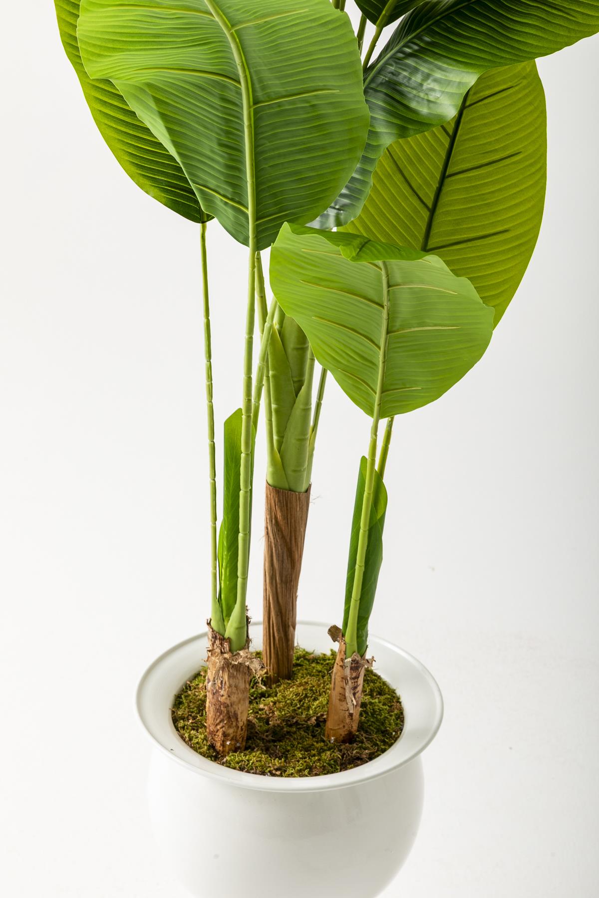 Yapay Muz Ağacı 220 Cm 20 Yaprak Balon Saksı