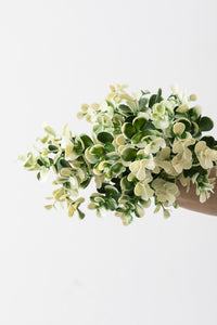 Yapay Okaliptus Demeti Büyük Yapraklı Yeşil Beyaz 30 Cm 5 Dal(Uv)