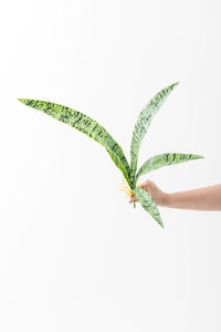 Yapay Paşa Kılıçı 70 Cm 5 Dal (Lux)