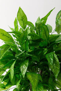 Yapay Salon Köşe Çiçeği 160 Cm Ceviz Ağacı