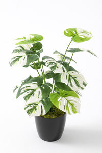 Yapay Salon Köşe Çiçeği Devetabanı Beyaz 65 Cm