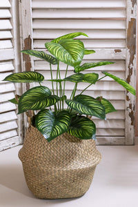 Yapay Salon Köşe Çiçeği Devetabanı Yeşil Sarı 65 Cm Saksısız