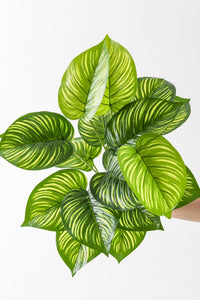 Yapay Salon Köşe Çiçeği Devetabanı Yeşil Sarı 65 Cm Saksısız