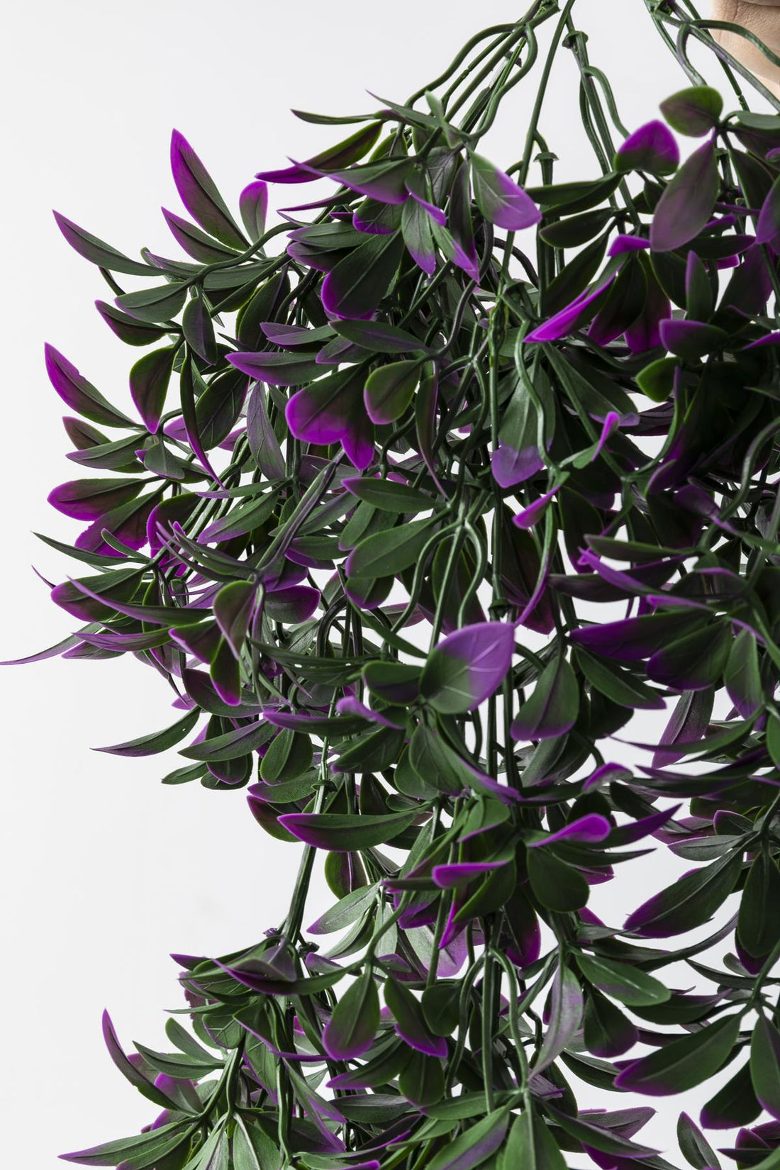 Yapay Sarmaşık Şeflore Uv Korumalı Yeşil Mor 80 Cm 5 Dal