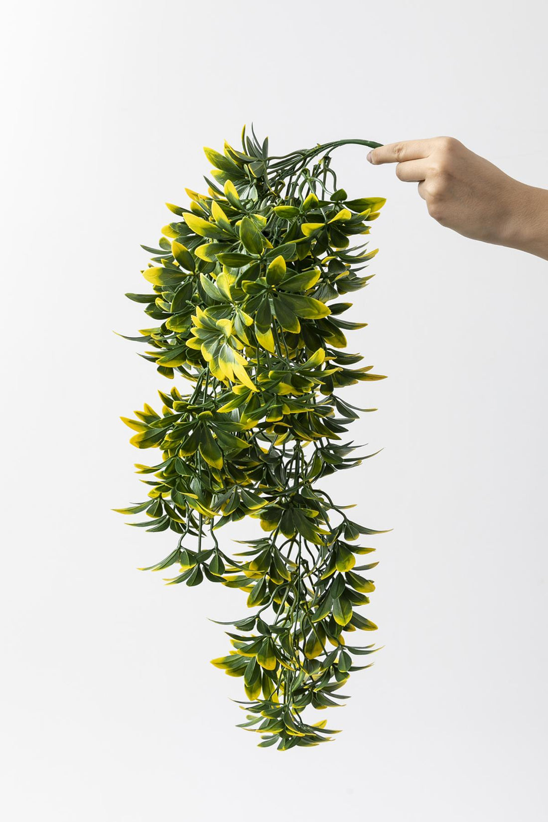 Yapay Sarmaşık Şeflore Uv Korumalı Yeşil Sarı 80 Cm 5 Dal