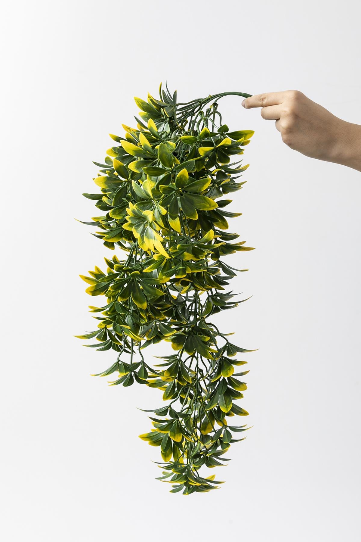 Yapay Sarmaşık Şeflore (Uv) Korumalı Yeşil Sarı 80 Cm 5 Dal (Uv)