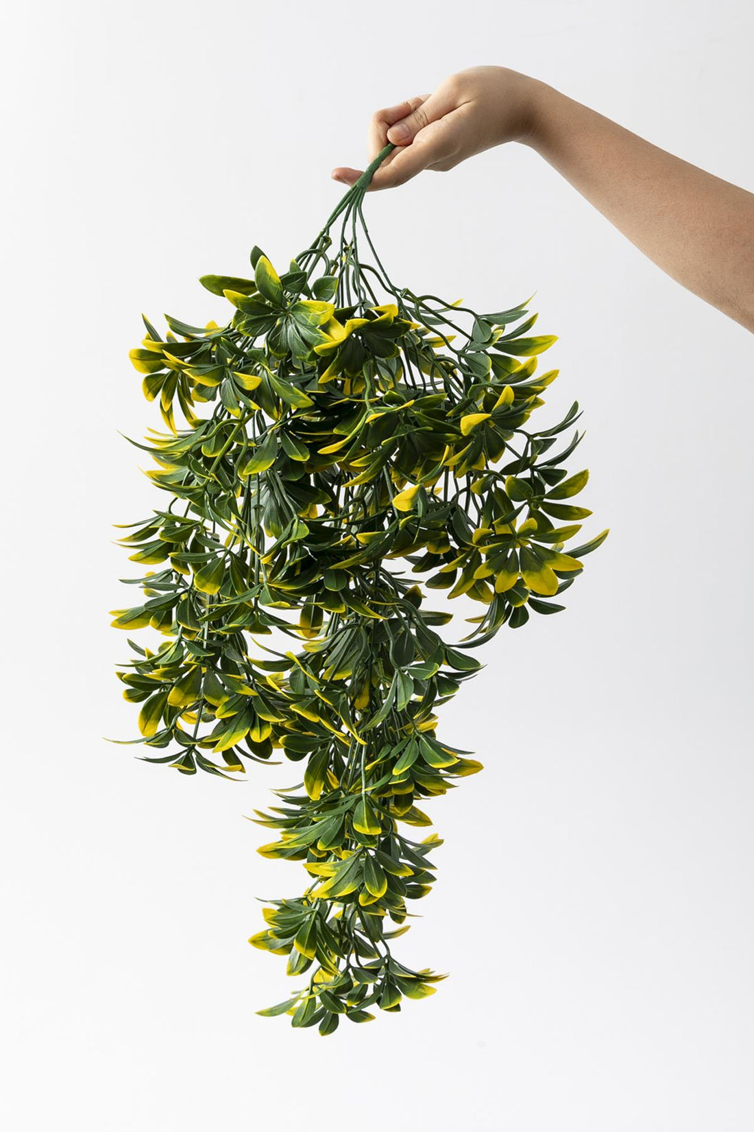 Yapay Sarmaşık Şeflore Uv Korumalı Yeşil Sarı 80 Cm 5 Dal