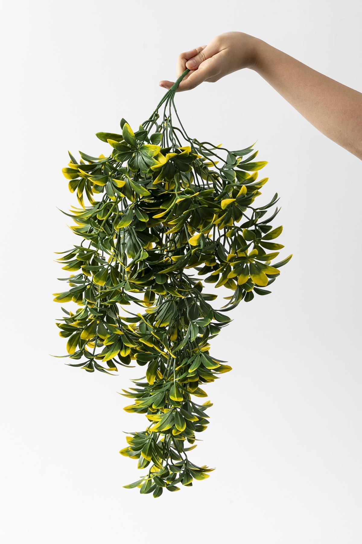 Yapay Sarmaşık Şeflore (Uv) Korumalı Yeşil Sarı 80 Cm 5 Dal (Uv)