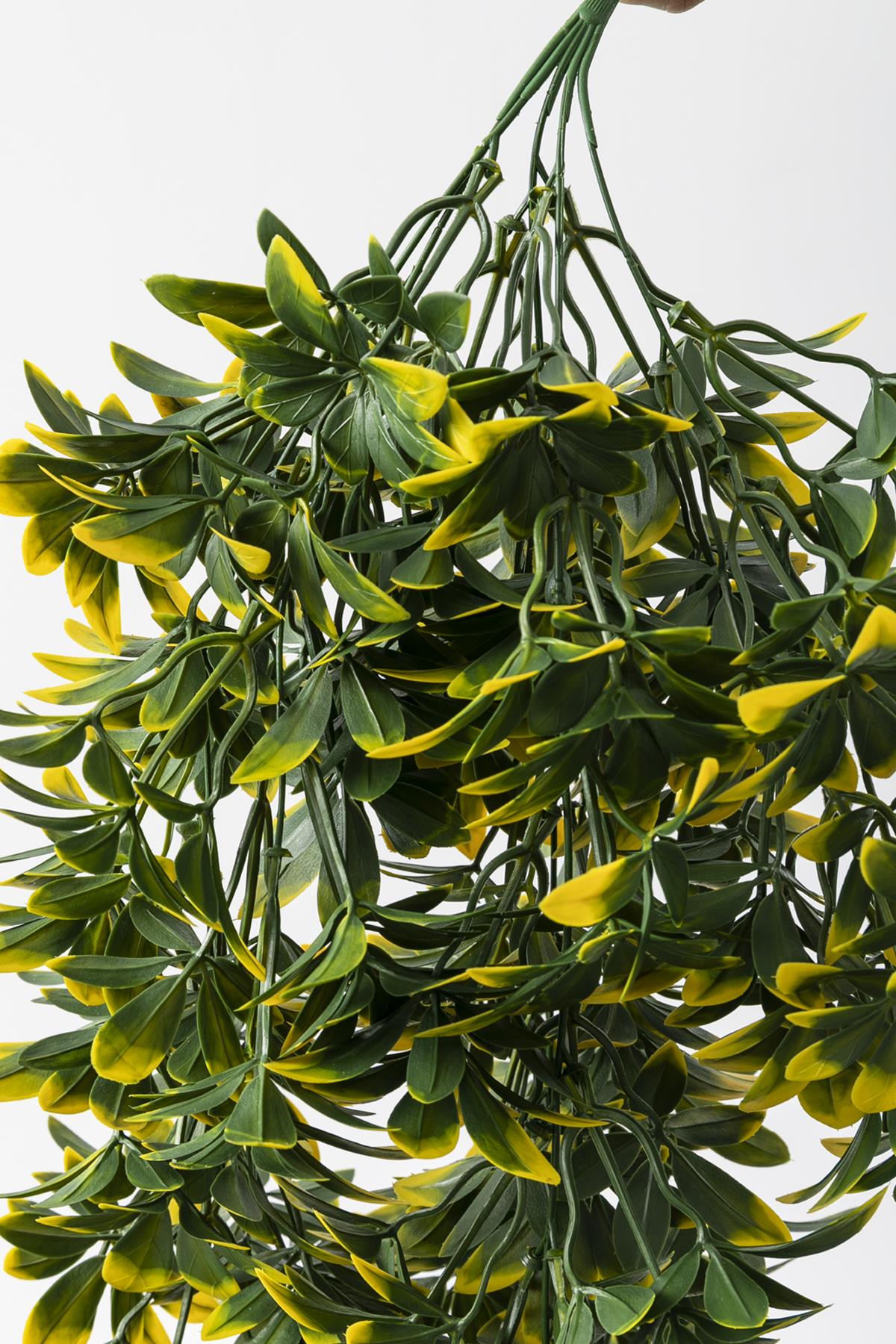 Yapay Sarmaşık Şeflore (Uv) Korumalı Yeşil Sarı 80 Cm 5 Dal (Uv)
