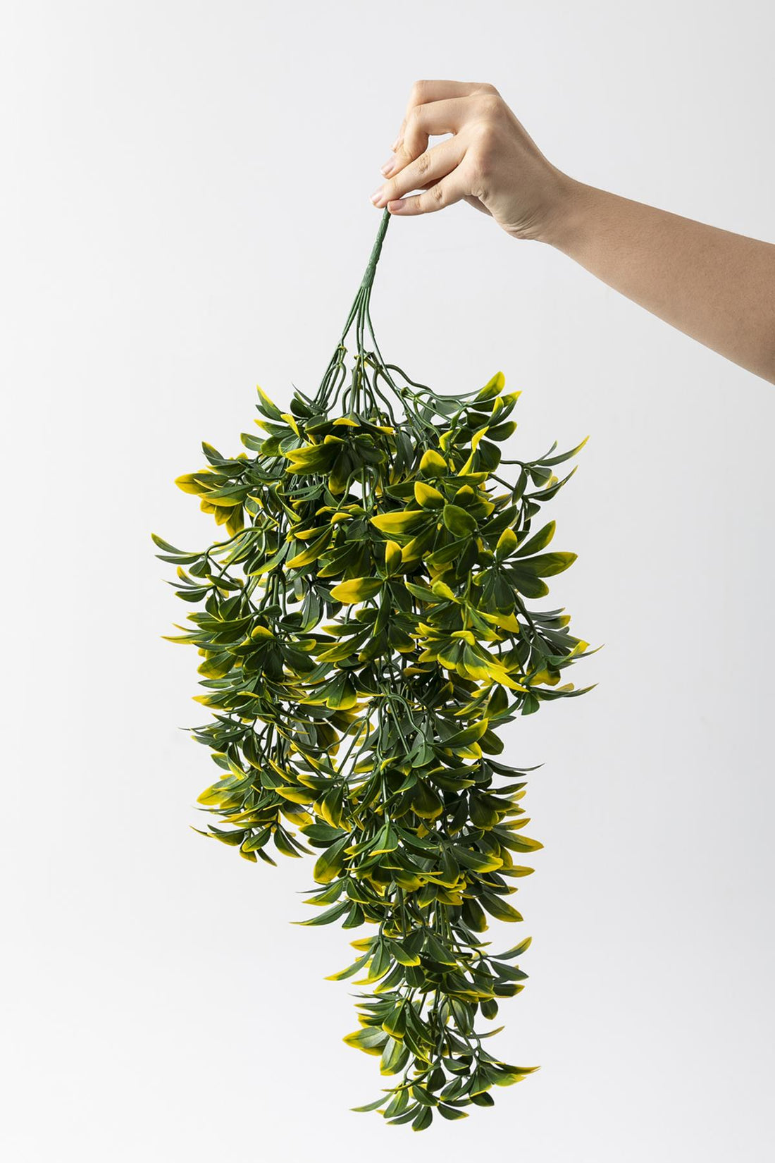 Yapay Sarmaşık Şeflore Uv Korumalı Yeşil Sarı 80 Cm 5 Dal