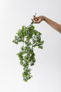 Yapay Şimşir Sarmaşık 75 Cm 5 Dal Uv