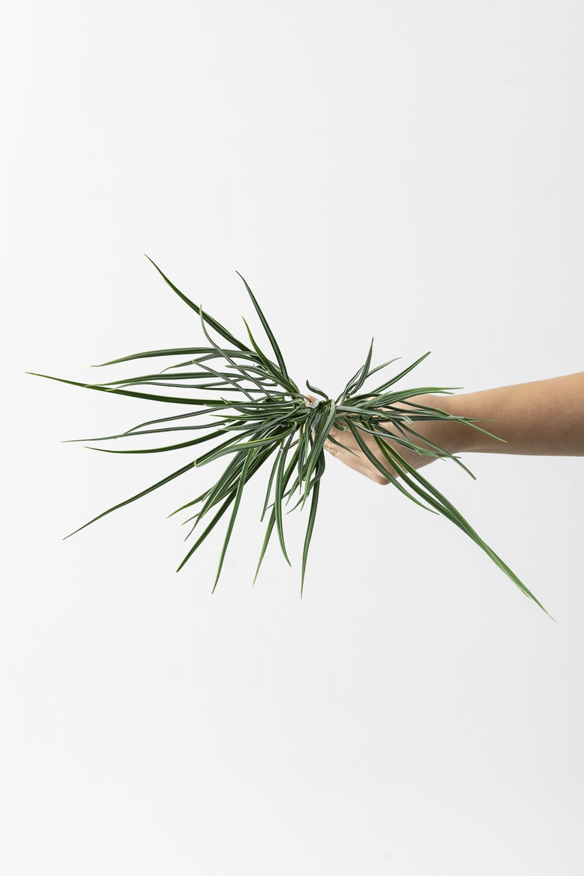 Yapay Saz Demeti Açık Yeşil 50 Cm 7 Dal (Uv)