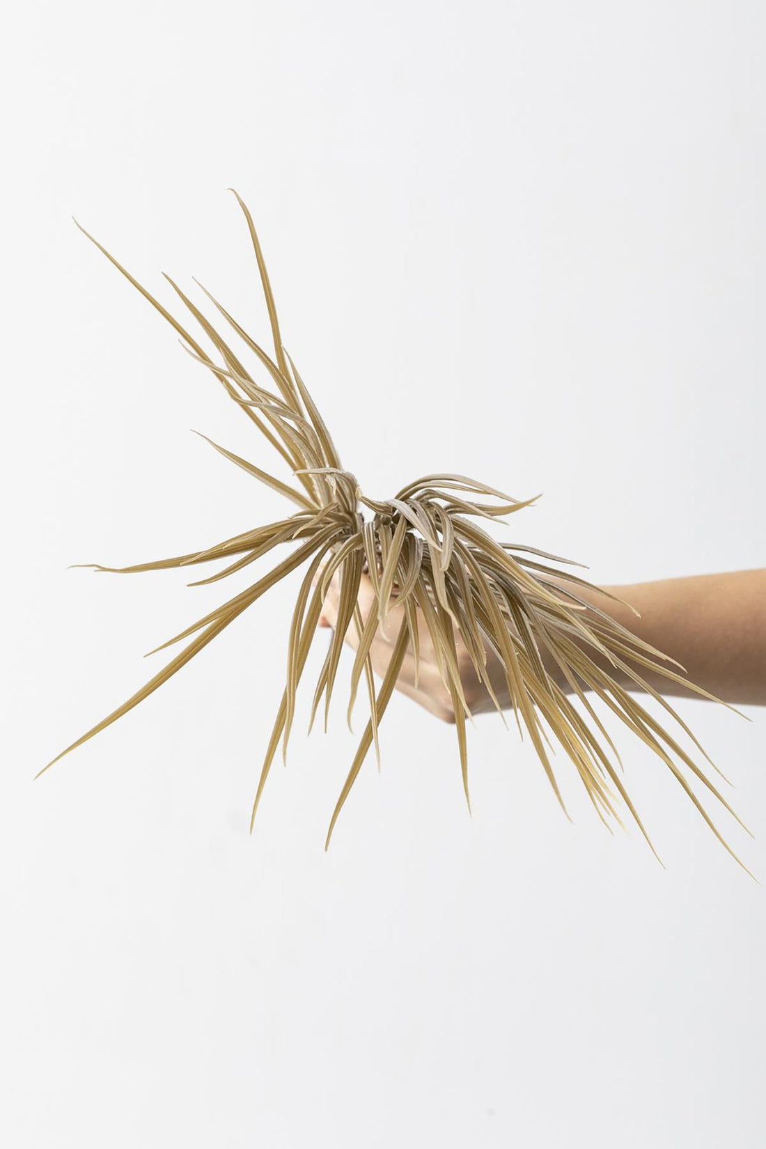 Yapay Saz Demeti Gold 50 Cm 7 Dal(Uv)